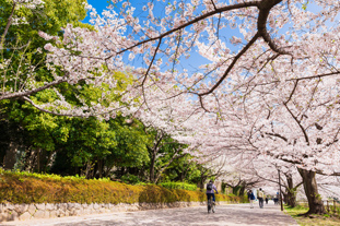 桜の季節